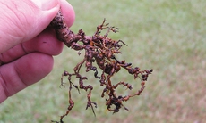 Ổn định huyết áp từ rễ cây nhàu