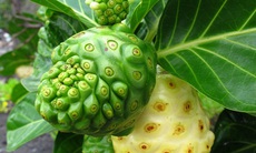 Quả nhàu giúp hạ huyết áp, chống viêm