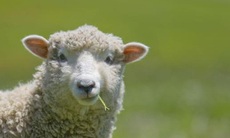 Tạo ra phôi lai người - cừu: Ứng dụng trong ghép tạng