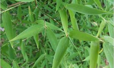 Lá tre, vị thuốc