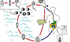 Bệnh sán lá gan lớn có lây từ người sang người?