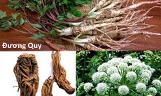 Cách trị chứng tâm vị hỏa thịnh