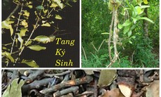 Tầm gửi lợi khí huyết, giảm đau