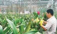 Vựa hoa Gò Vấp trăm năm