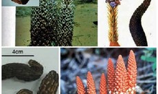 Món ăn cho phụ nữ hiếm muộn