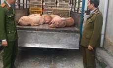 Bắt xe vận chuyển thịt nhiễm dịch tả lợn châu Phi trên đường đi tiêu thụ