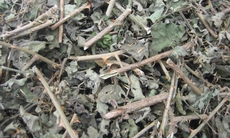 Chứng hoàng đản