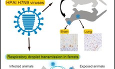 Nóng: Phát hiện virút cúm A(H7N9) độc lực cao có thể lây truyền và gây chết ở động vật