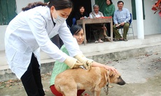 Mùa hè, lo ngại bệnh dại tăng cao do nắng nóng