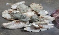9 người ngộ độc sau ăn nấm: Bộ Y tế khuyến cáo tuyệt đối không ăn nấm lạ
