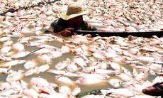 Cá chết trắng sông La Ngà chỉ sau một đêm, lo ngại ô nhiễm môi trường và lan truyền dịch bệnh