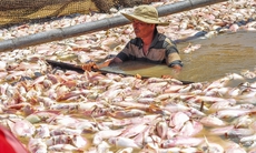 Cá chết trắng sông La Ngà: Phó Thủ tướng yêu cầu xử lý triệt để