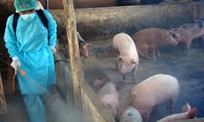 Tiêu huỷ trên 2 triệu con lợn bệnh, Thủ tướng ra Công điện "chống dịch như chống giặc"