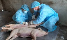 Hà Nội: Bổ sung 202 tấn hóa chất và 6.721 tấn vôi bột phòng chống dịch tả lợn châu Phi