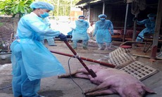 Hà Nội: Tiêu hủy gần 10.000 con lợn bệnh mỗi ngày, thanh tra việc phòng chống dịch tả lợn Châu Phi