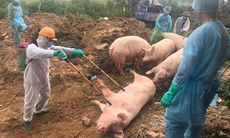 Hà Nội: Giám sát chất lượng môi trường tại nơi chôn lấp lợn mắc dịch tả Châu Phi