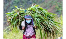 [Ảnh] Đồng bào dân tộc Hà Giang phát triển kinh tế bền vững, chống dịch hiệu quả