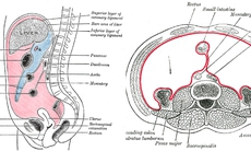 Phát hiện cơ quan mới giúp điều trị bệnh vùng ổ bụng