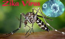 Vết ngứa do muỗi đốt làm lây nhanh virus Zika