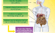 Prebiotic và vai trò đối với hệ tiêu hóa