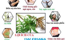 KINGPHAR giới thiệu dược liệu VALERIANA kỳ diệu sâu ngon giấc ngủ, thư thái tinh thần