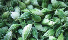 Thực hư công dụng chữa tiểu đường của khổ qua