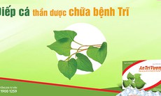 Diếp cá- Thảo dược thiên nhiên trị bệnh trĩ hiệu quả