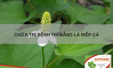 Bài thuốc điều trị bệnh trĩ từ rau diếp cá