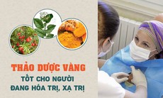 “Thảo dược vàng” cho người đang hóa trị, xạ trị