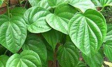 8 bài thuốc dân gian chữa viêm phụ khoa, phụ nữa nên biết