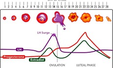 Tư vấn cách tính ngày rụng trứng hoàn hảo cho các chị em