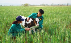 Vinamilk khởi công xây dựng tổ hợp “ resort" bò sữa organic quy mô 5.000ha