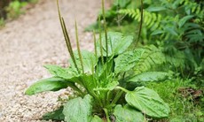 15 tác dụng của cây mã đề đối với sức khỏe con người