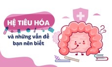 Hệ tiêu hóa và những vấn đề cần biết