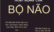 Sự thay đổi cấu trúc não khi thực hành thiền định