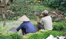 Rau tưới, rửa nước ô nhiễm ảnh hưởng thế nào đến sức khỏe người tiêu dùng?