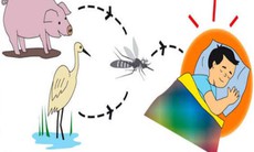 Cảnh giác bệnh viêm não Nhật Bản nguy hiểm vào cao điểm tháng 6 và 7