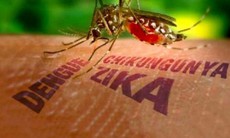 Việt Nam đã phát hiện muỗi mang vi rút Zika