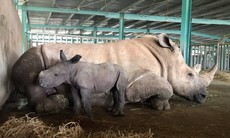 Giữa đại dịch COVID-19, Vinpearl Safari đón bé tê giác mới chào đời với cái tên “Chiến thắng”