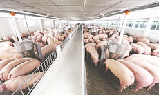 Mách mẹ kinh nghiệm chọn thịt lợn sạch