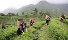 Chè Matcha: “Siêu” thực phẩm