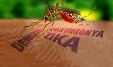 Cách phòng bệnh virus Zika