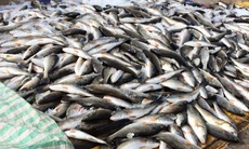 Cá chết tại biển Thanh Hóa: Giám sát môi trường Khu kinh tế Nghi Sơn