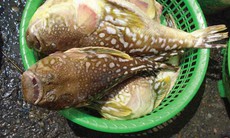 Tránh xa những loại hải sản có lượng độc tố cao gây chết người