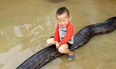 Clip sốc: Bé trai chơi đùa cùng trăn khổng lồ trong sân nhà ngập nước sau lũ