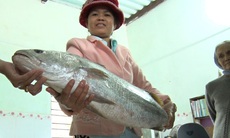 Ngư dân bắt được cá lạ nghi cá sủ vàng