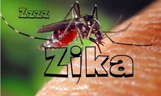 Tiêu diệt Zika bằng muỗi mang vi khuẩn Wolbachia