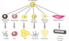 Liệu pháp tế bào gốc – Niềm hy vọng cho người bị tổn thương tủy sống