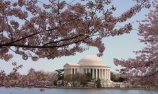 Mỹ: Lịch sử bất ngờ của những cây hoa anh đào tại thủ phủ Washington