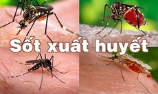 Hà Nội: mưa nhiều, hết sức cẩn trọng với bệnh sốt xuất huyết